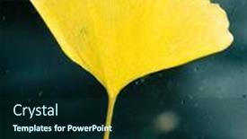  Presentation with stuck - Audience pleasing theme consisting of yellow-ginkgo-biloba-leaf-stuck backdrop and a navy blue colored foreground