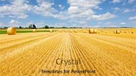  Presentation with hay field - Cool new PPT layouts with yellow golden straw bales of hay in the stubble field agricultural field under a blue sky with clouds backdrop and a yellow colored foreground