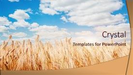  Presentation with natural products - Colorful PPT theme enhanced with yellow gradiant - plantation ripe wheat glows backdrop and a lemonade colored foreground