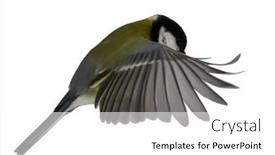  Presentation with flight - PPT theme featuring yellow-great-tit-in-flight background and a white colored foreground