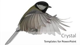  Presentation with flight - Slide deck enhanced with yellow-great-tit-in-flight background and a white colored foreground