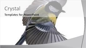  Presentation with flight - Presentation theme with yellow-great-tit-in-flight background and a white colored foreground