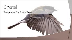  Presentation with flight - Theme having yellow-great-tit-in-flight background and a white colored foreground