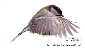  Presentation with flight - PPT layouts featuring yellow-great-tit-in-flight background and a white colored foreground