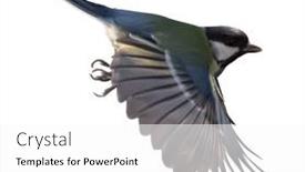  Presentation with flight - Theme consisting of yellow-great-tit-in-flight background and a white colored foreground