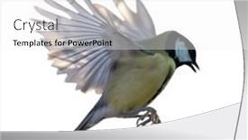  Presentation with flight - PPT layouts with yellow-great-tit-in-flight background and a white colored foreground