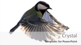  Presentation with flight - PPT theme having yellow-great-tit-in-flight background and a white colored foreground