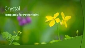  Presentation with nature - Colorful slide set enhanced with yellow-greater-celandine-in-nature backdrop and a forest green colored foreground