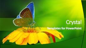  Presentation with butterfly - Slides featuring yellow green - blue butterfly sunlit background and a shamrock green colored foreground