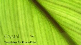  Presentation with yellow green - Slide deck having yellow-green-leaf-macro-beautiful background and a yellow colored foreground