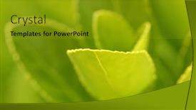  Presentation with yellow green - Presentation theme enhanced with yellow-green-leaf-macro-beautiful background and a gold colored foreground