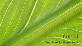  Presentation with yellow green - PPT layouts enhanced with yellow-green-leaf-macro-beautiful background and a gold colored foreground