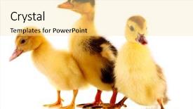  Presentation with three legged stool - Beautiful PPT theme featuring yellow grey - three ducklings isolated on white backdrop and a blonde colored foreground