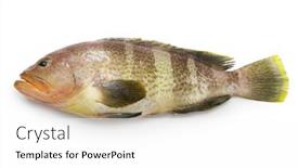  Presentation with grouper - Presentation design enhanced with yellow-grouper-isolated-on-white background and a white colored foreground