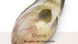  Presentation with grouper - Slide deck with yellow-grouper-isolated-on-white background and a coral colored foreground