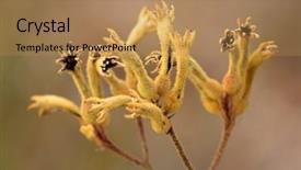  Presentation with kangaroo - Slide deck with yellow hairy flower of kangaroo background and a coral colored foreground