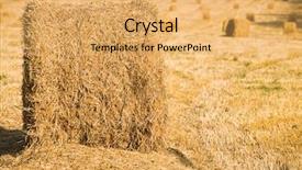  Presentation with crop - Slides with yellow haystacks on a pure field from a crop in the late summer background and a yellow colored foreground