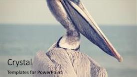  Presentation with florida beach - Colorful PPT theme enhanced with yellow head pelican backdrop and a soft green colored foreground