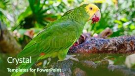  Presentation with parrot - Amazing PPT layouts having yellow headed parrot perched backdrop and a tawny brown colored foreground