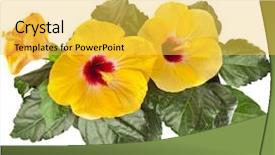  Presentation with red floral - Presentation theme with yellow hibiscus flower isolated background and a yellow colored foreground