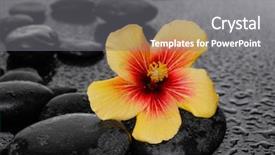  Presentation with hibiscus - Slide set enhanced with yellow hibiscus flower with therapy background and a gray colored foreground