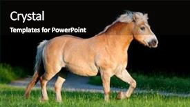  Presentation with fat - Beautiful slides featuring yellow horse running in summer backdrop and a black colored foreground