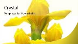  Presentation with iris flower yellow - Theme consisting of yellow iris flower isolated background and a blonde colored foreground