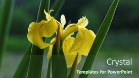  Presentation with botanical garden - Slides with yellow iris horizontal moscow botanical garden at spring background and a tawny brown colored foreground