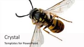  Presentation with alive - PPT theme with yellow jacket - alive wasp bee isolated background and a white colored foreground