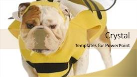  Presentation with english bulldog - Colorful PPT theme enhanced with yellow jacket - english bulldog wearing bumble bee backdrop and a yellow colored foreground