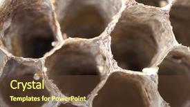  Presentation with insect macro of mosquito aedes - Audience pleasing slide deck consisting of yellow jacket - macro of wasp nest focus backdrop and a  colored foreground