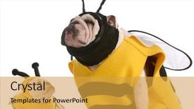  Presentation with mother and doula during labor - Audience pleasing presentation design consisting of yellow jacket - mother and daughter bulldogs dressed backdrop and a gold colored foreground