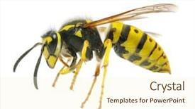  Presentation with white - Amazing PPT theme having yellow jacket - wasp isolated on white background backdrop and a cream colored foreground