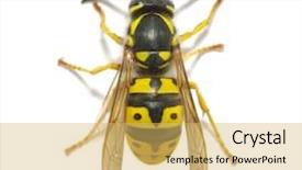  Presentation with background - Audience pleasing slide deck consisting of yellow jacket - wasp isolated on white background backdrop and a yellow colored foreground