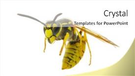  Presentation with brown sugar isolated on white - Beautiful presentation theme featuring yellow jacket - wasp isolated on white background backdrop and a white colored foreground