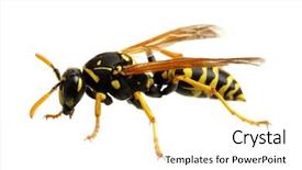  Presentation with white - Audience pleasing PPT theme consisting of yellow jacket - wasp isolated on white background backdrop and a white colored foreground
