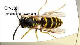  Presentation with monarch butterfly isolated on white - Colorful slide deck enhanced with yellow jacket - wasp isolated on white background backdrop and a white colored foreground