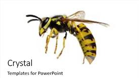  Presentation with scroll paper isolated on white - Slide set consisting of yellow jacket - wasp isolated on white background background and a white colored foreground