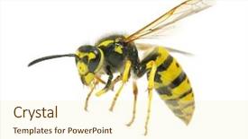  Presentation with monarch butterfly isolated on white - Audience pleasing PPT theme consisting of yellow jacket - wasp isolated on white backdrop and a cream colored foreground