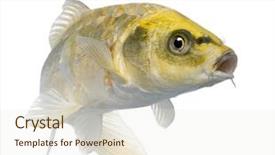  Presentation with koi fish - Slides featuring yellow koi ogon - cyprinus carpio background and a cream colored foreground