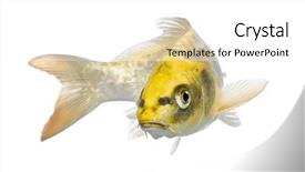  Presentation with koi fish - Audience pleasing PPT theme consisting of yellow koi ogon - cyprinus carpio backdrop and a white colored foreground