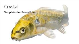  Presentation with yellow - Presentation enhanced with yellow koi ogon - cyprinus carpio background and a white colored foreground