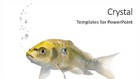  Presentation with koi fish - PPT theme having yellow koi ogon fish cyprinus background and a white colored foreground