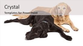  Presentation with black yellow - Slide deck featuring yellow lab and a black background and a light gray colored foreground