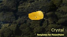  Presentation with water leaf - Theme consisting of yellow-leaf-fallen-in-lake background and a wine colored foreground