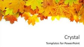  Presentation with maple leaf - Beautiful theme featuring yellow leaves - autumn maple leaf backdrop and a white colored foreground