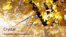  Presentation with sunlight - PPT theme having yellow leaves from the sunlight background and a  colored foreground