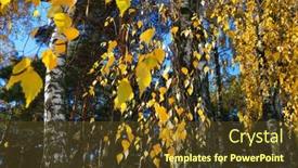  Presentation with fall leaves - PPT layouts having yellow leaves in autumn birch grove in the fall background and a tawny brown colored foreground
