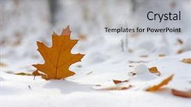  Presentation with fall leaves - Audience pleasing slide set consisting of yellow leaves in snow late fall and early winter blurred nature background with shallow dof backdrop and a light gray colored foreground