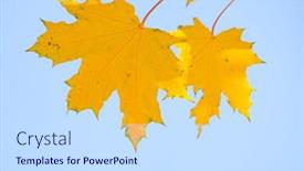  Presentation with maple leaves - Audience pleasing presentation design consisting of yellow leaves of a maple on a background of the sky backdrop and a sky blue colored foreground